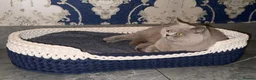 British Shorthair cats for sale: Retired GCCF Champion girls  - Advert 6