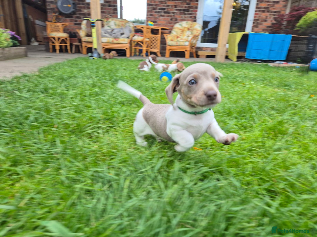 Miniature Dachshund dogs for sale: Miniature sausages Kc reg  in Wigan - Image 6