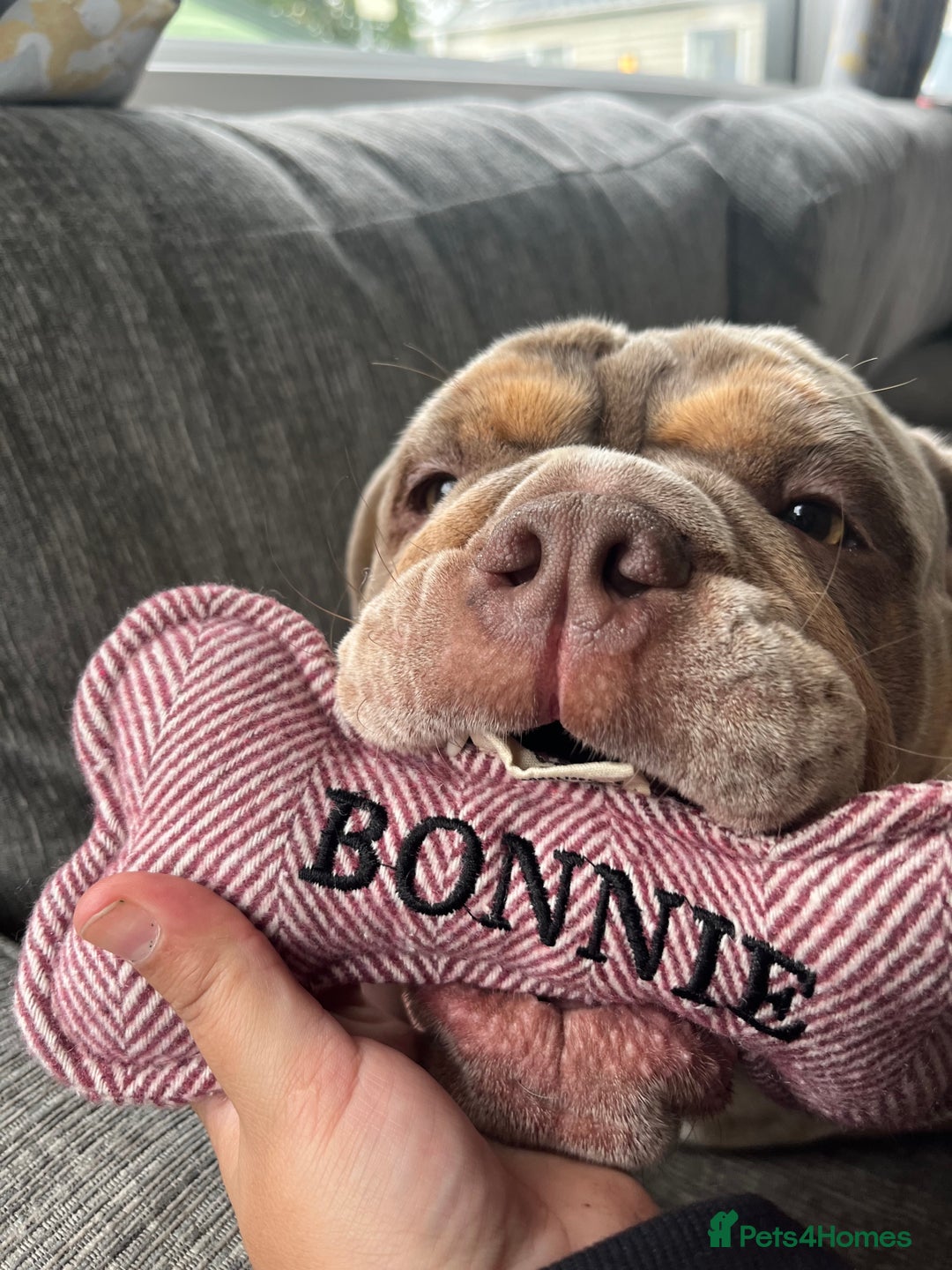 English Bulldog dogs for sale: Bonnie 3 year old British bulldog  - Advert 15