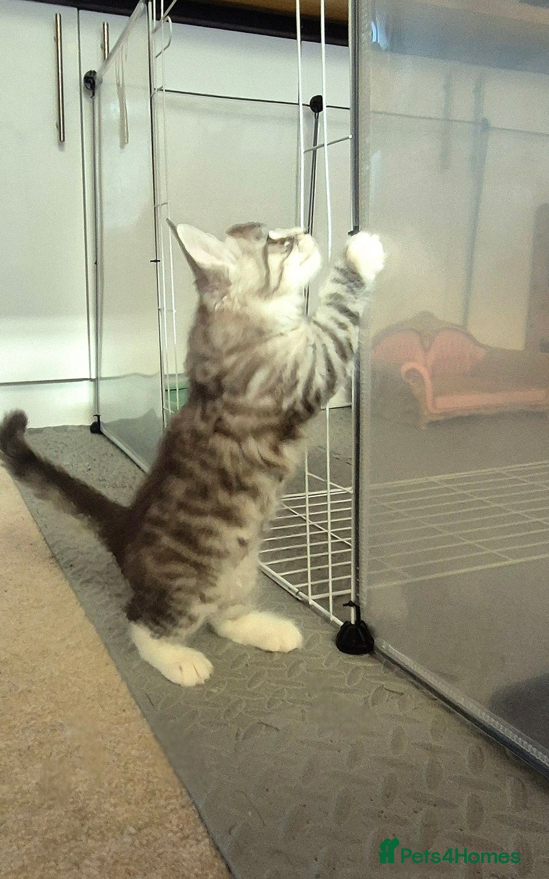 Maine Coon cats for sale: GCCF Pedigree Maine Coon Shaded Kittens - Advert 13