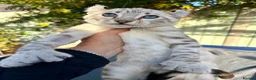Keetso cats for sale: Superb polydactyl curled eared Keetso kittens.  - Advert 15