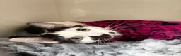 Mixed Breed cats for sale: Rehoming Diva 🖤 in Smethwick - Advert 3