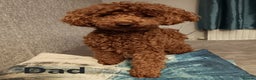 Cavapoochon dogs for sale: Stunning Cavapoochon Puppies - Advert 5