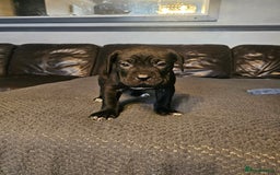 Cane Corso dogs for sale: ULTIMATE CANE CORSO PUPPIES  - Image 11