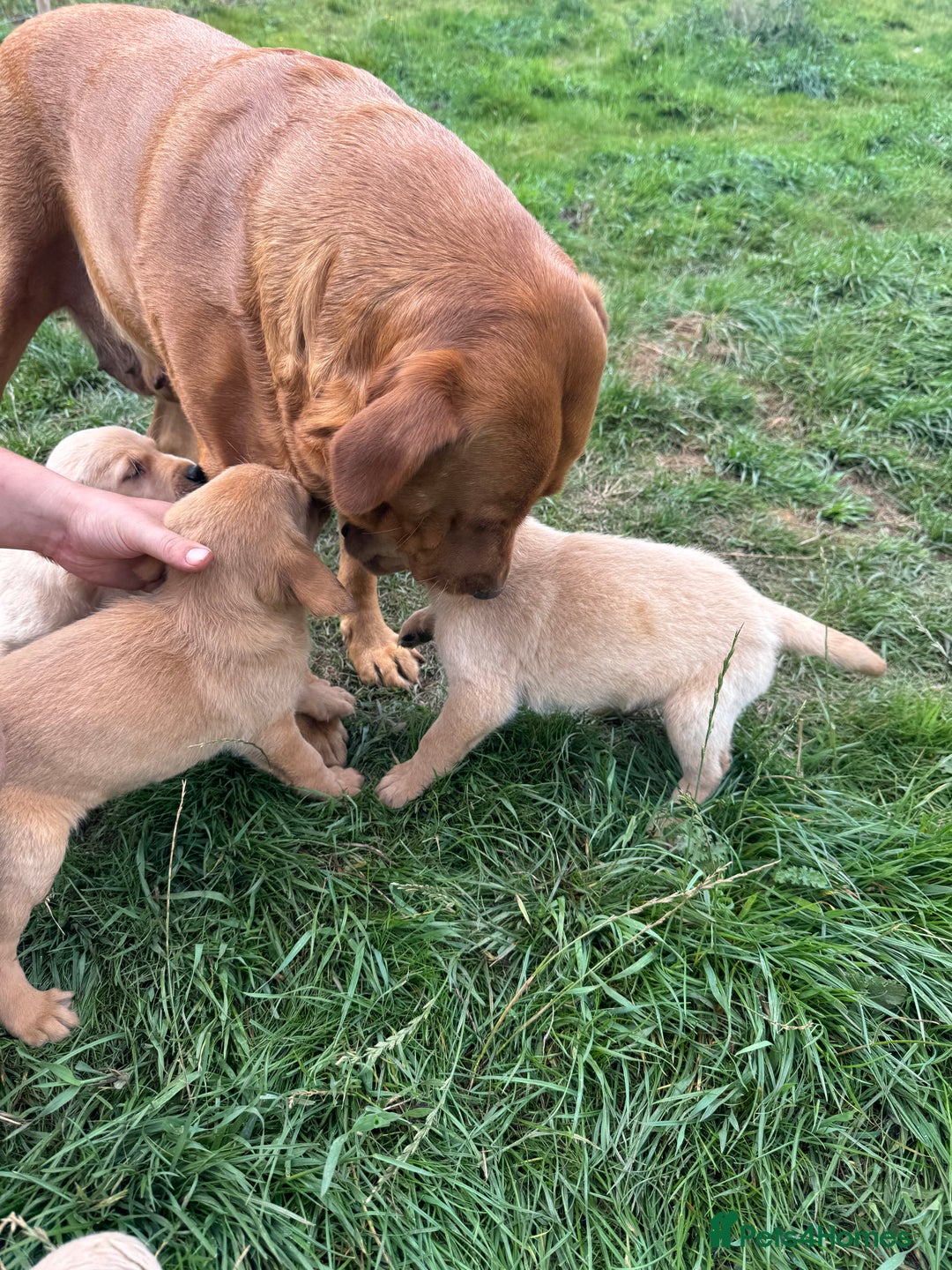 Goldador dogs for sale: Stunning chunky Goldadors  - Image 1