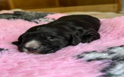 Cocker Spaniel dogs for sale: Gorgeous KC registered Working Cocker Spaniels - Image 8