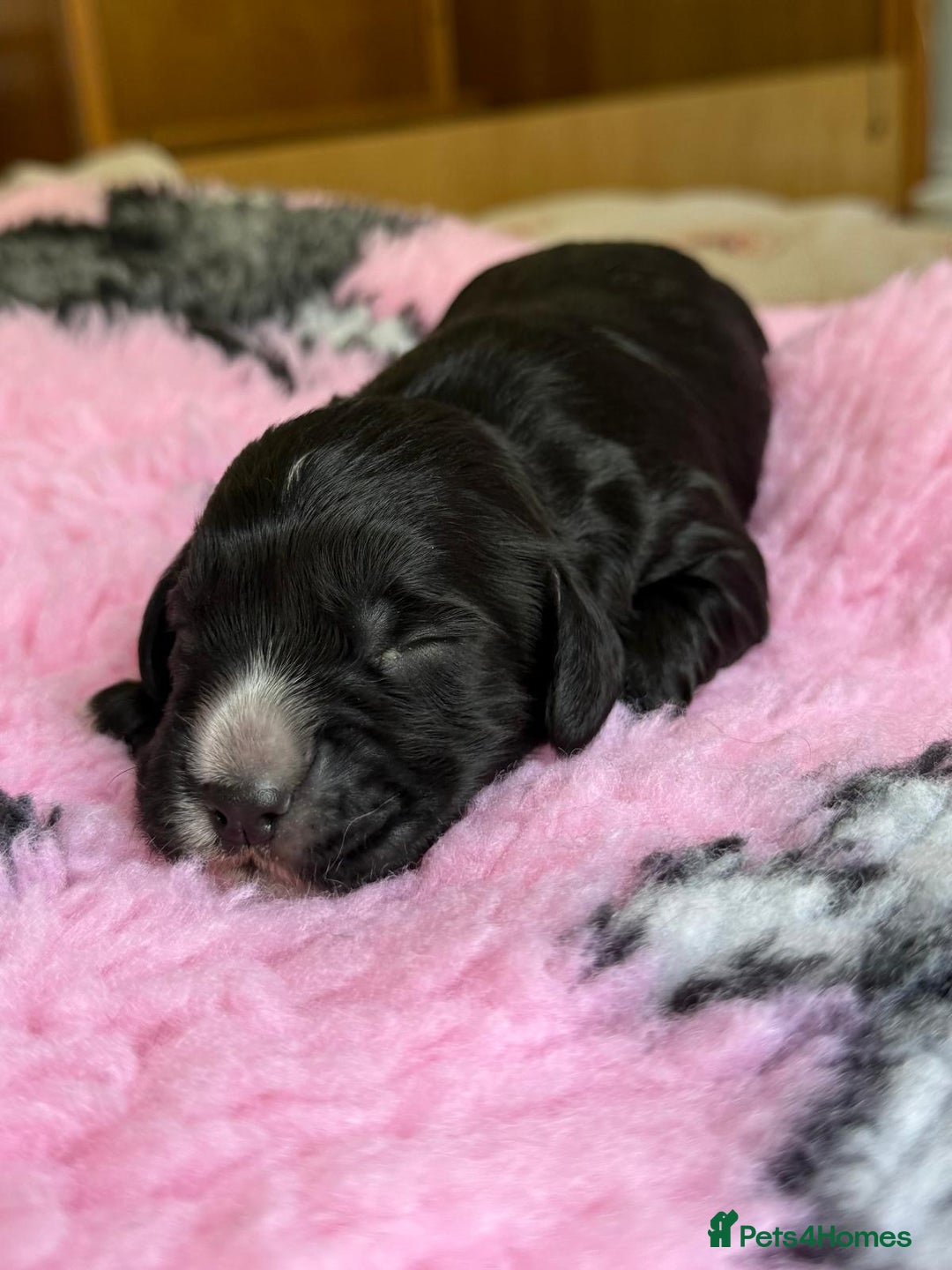 Cocker Spaniel dogs for sale: Gorgeous KC registered Working Cocker Spaniels - Image 8