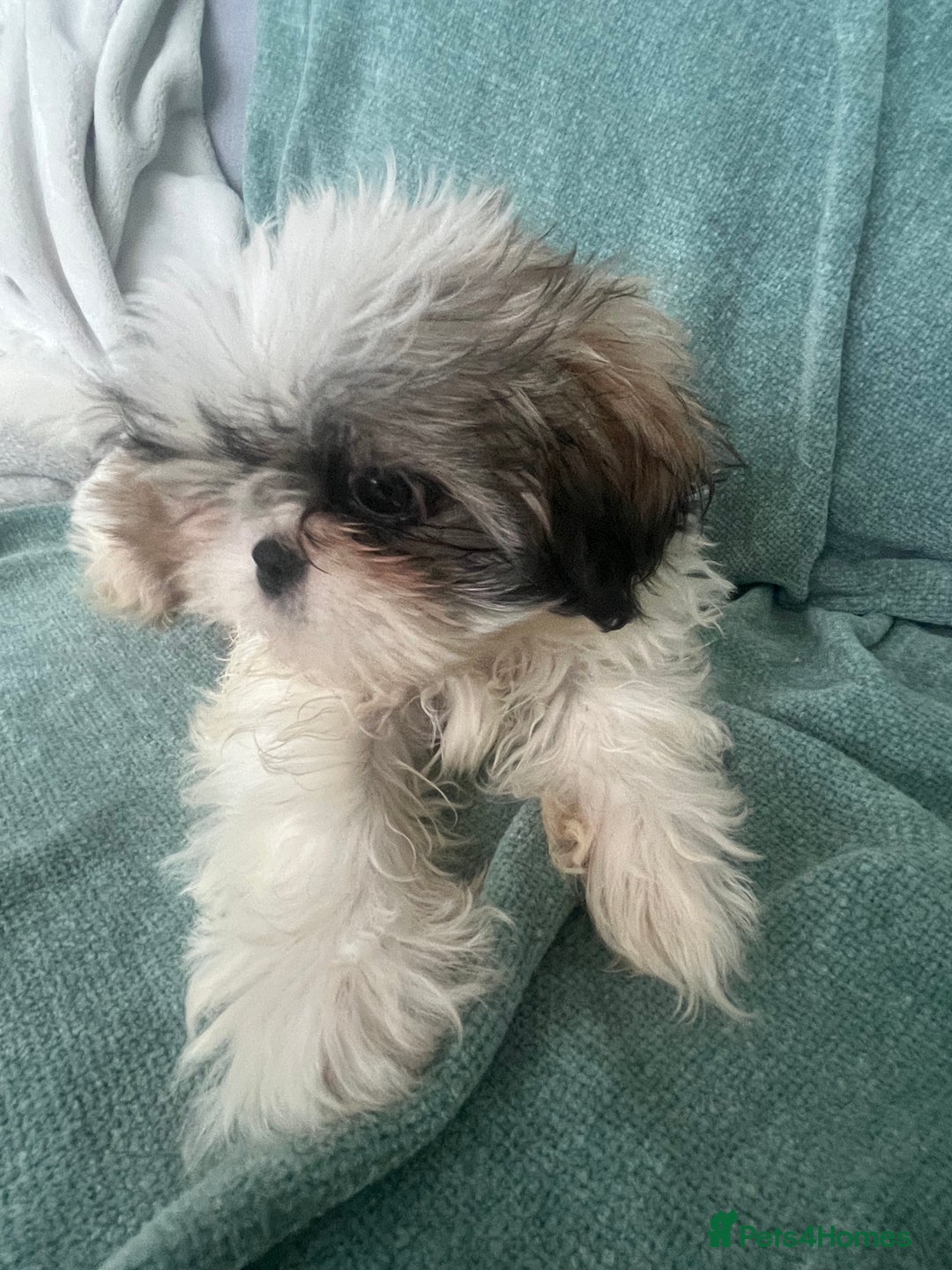 Shih Tzu dogs for sale: Shih tzu puppies  - Advert 15