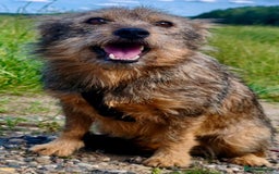 Norfolk Terrier dogs for adoption: Julie: The Little Terrier Who Fought to Stay Alive - Image 4