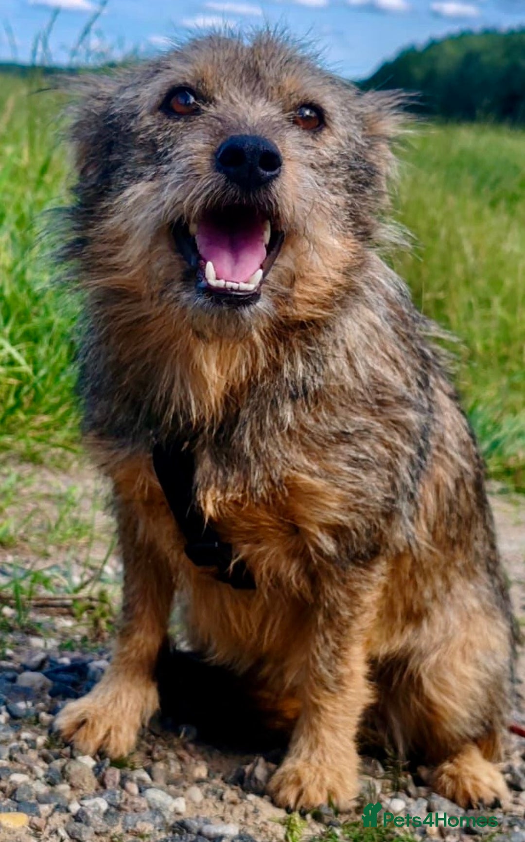 Norfolk Terrier dogs for adoption: Julie: The Little Terrier Who Fought to Stay Alive - Image 4