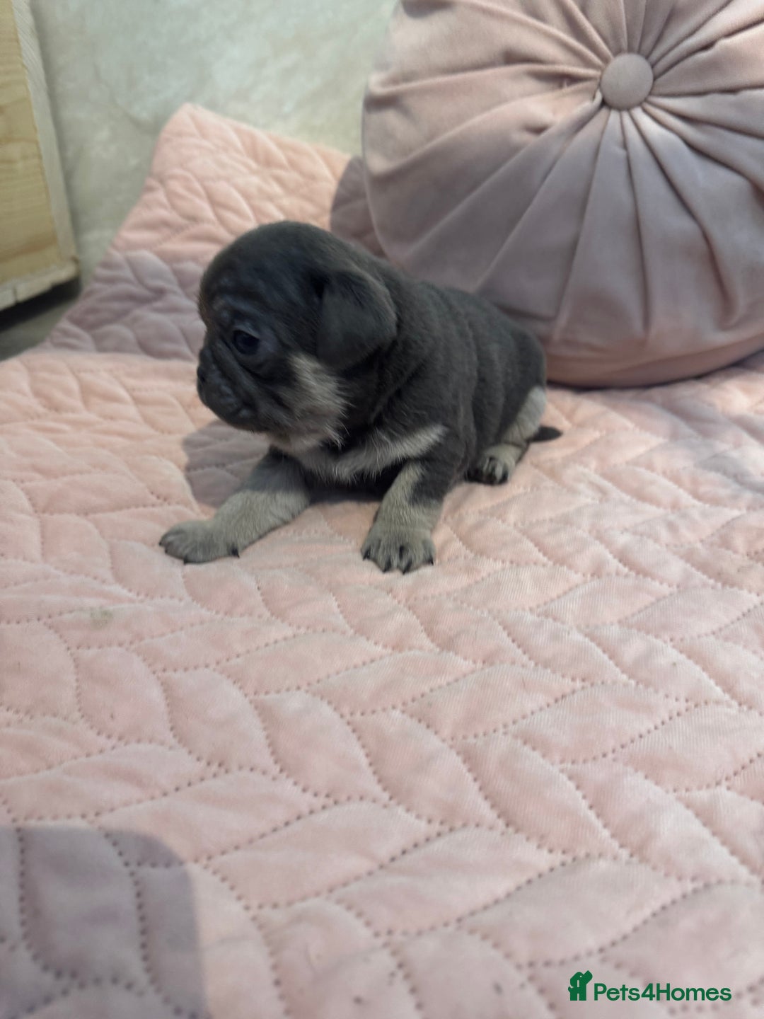 Pug dogs for sale: Only 2 left! Rare coloured pug puppies available  - Advert 38