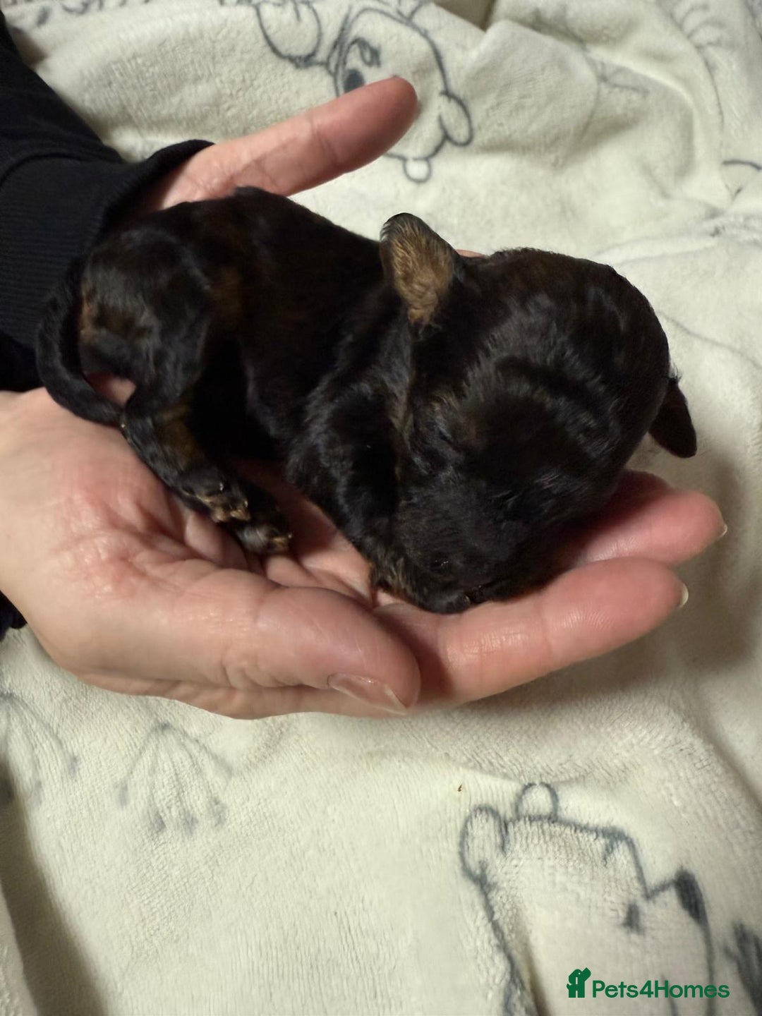 Toy Poodle dogs for sale: KC registered sable toy poodles  - Advert 21