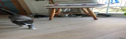 Bengal cats for sale: Beautiful Bengal x British Short Hair Kittens  - Advert 9