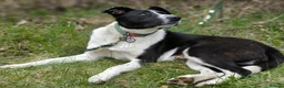 Mixed Breed dogs for adoption: ❤️🐶 RIABA – THE COMPANION EVERY FAMILY DREAMS OF in Burton-on-Trent - Advert 24