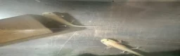Barbs fish for sale: Baby axolotl - Advert 2