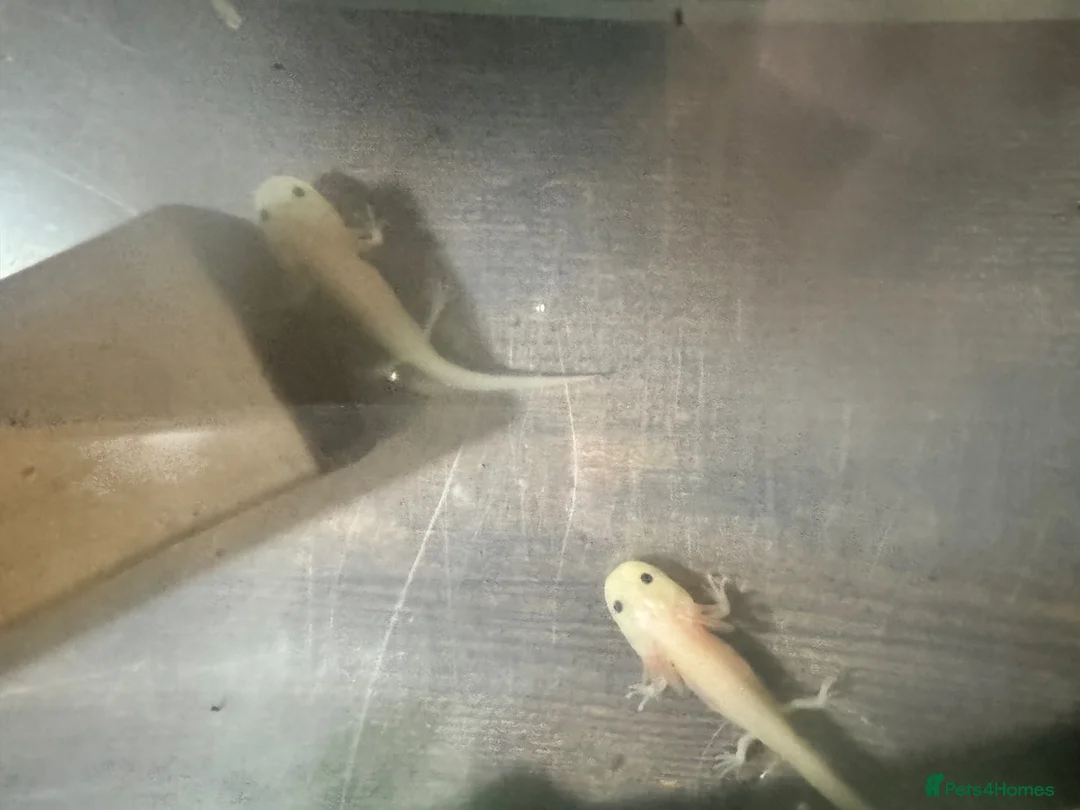 Barbs fish for sale: Baby axolotl - Advert 2