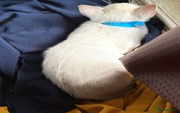 Bengal cats for sale: Blue Eyes Snow Lynx Bengal Kittens - Image 39