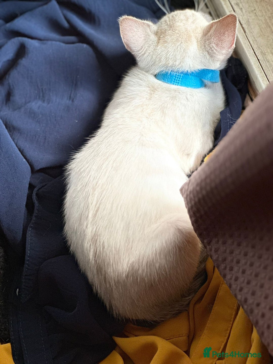 Bengal cats for sale: Blue Eyes Snow Lynx Bengal Kittens - Image 39
