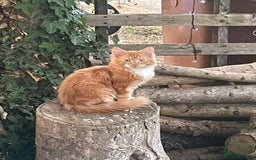 British Longhair cats for sale: Adorable kitten searching for new staff (owners) - Advert 2