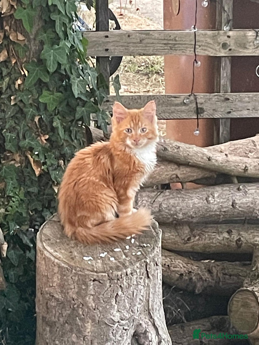British Longhair cats for sale: Adorable kitten searching for new staff (owners) - Advert 2