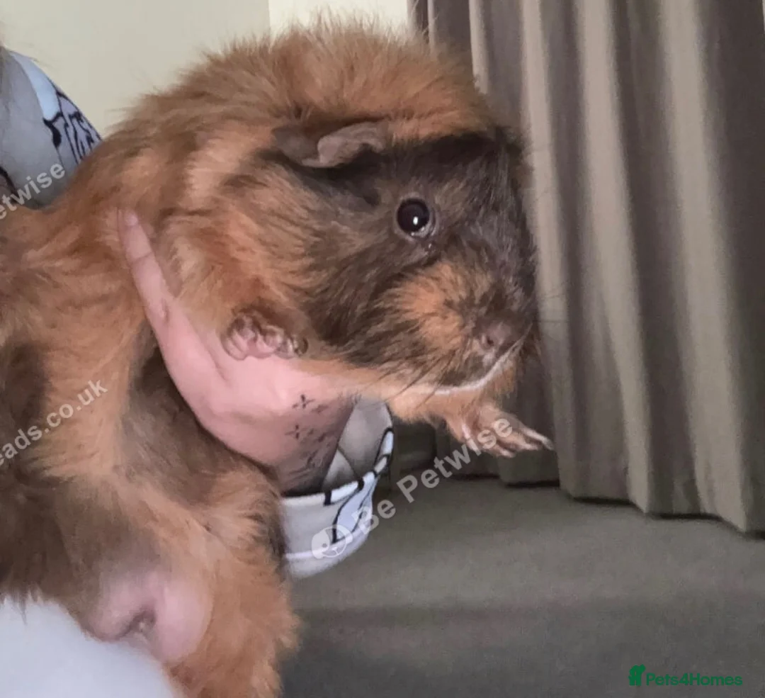 Guinea Pig rodents for sale: 2 female guinea pigs in need of home in Northallerton - Advert 2