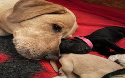 Labrador Retriever dogs for sale: Only 2 beautiful KC black boys left! - Image 4