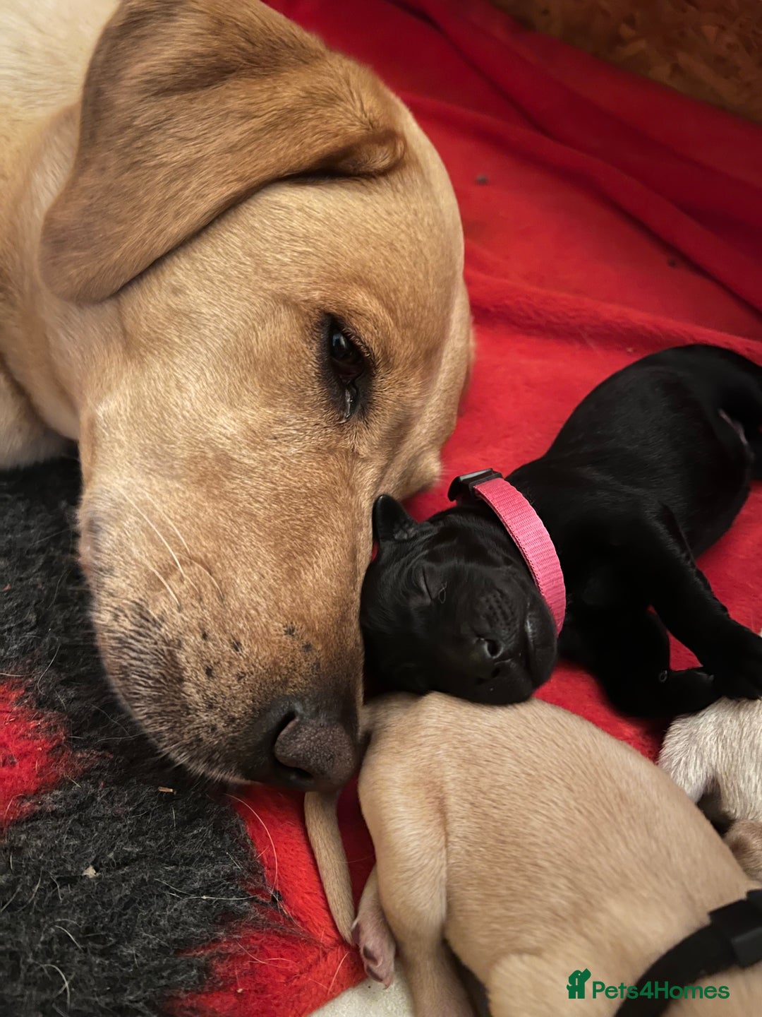 Labrador Retriever dogs for sale: Only 2 beautiful KC black boys left! - Image 4