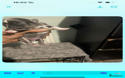 Chihuahua dogs for sale: Chihuahua puppies - Image 8