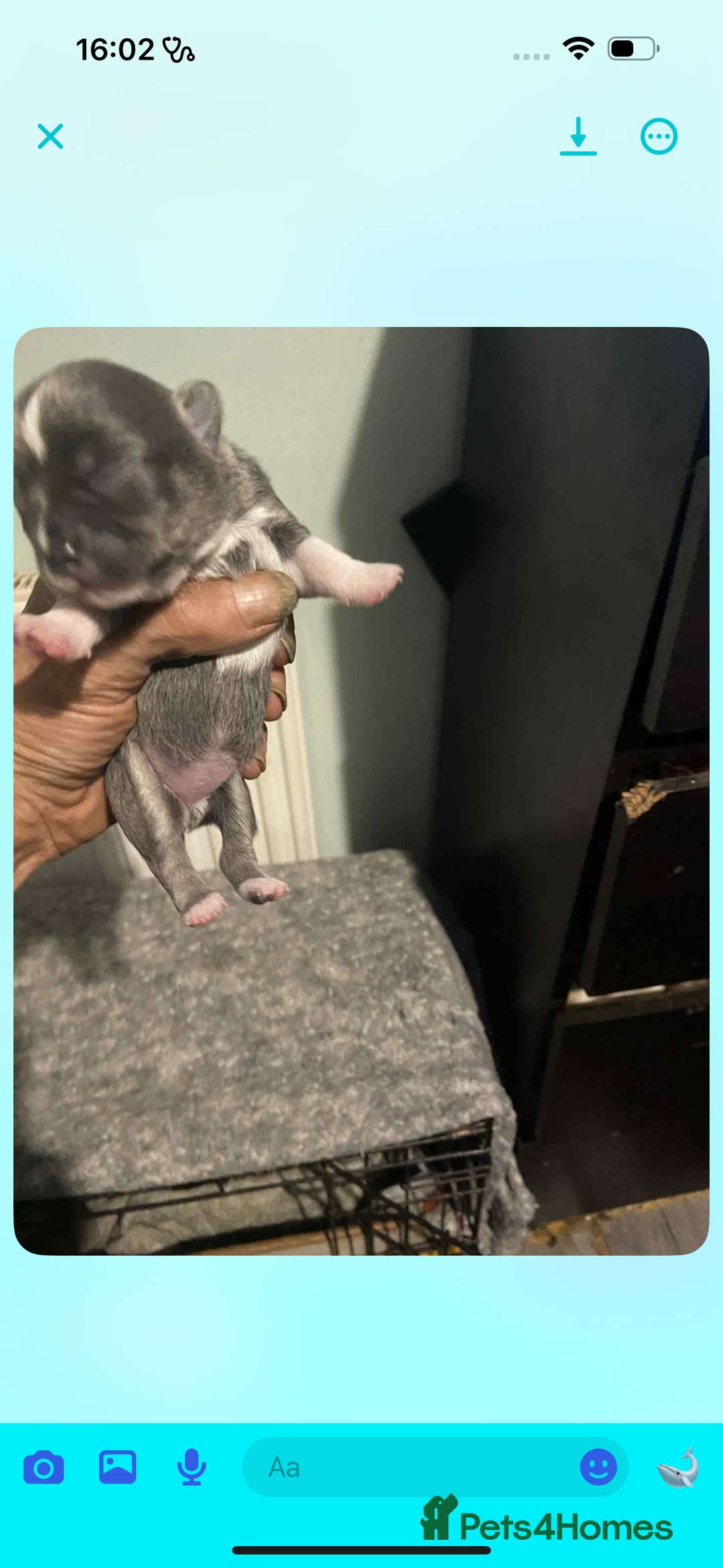 Chihuahua dogs for sale: Chihuahua puppies - Image 8