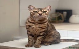 Bengal cats for sale: Salvador - bengal cat - Image 1