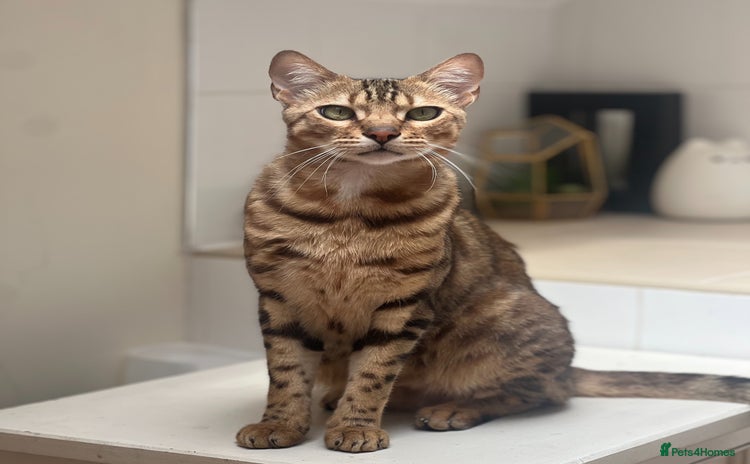 Bengal cats - Advert 1