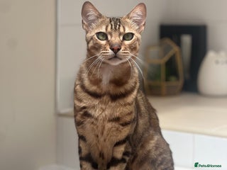 Bengal cats - Advert 10