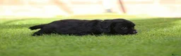 Cocker Spaniel dogs for sale: Beautiful pups in Durham - Advert 10