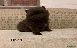Pomeranian dogs for sale: Chocolate Pomeranian boys - Image 2
