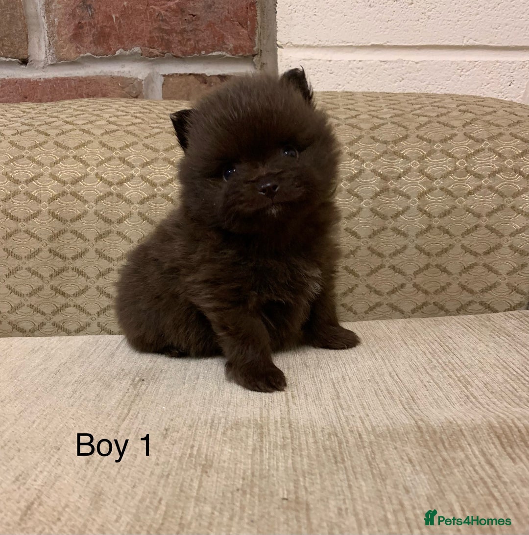 Pomeranian dogs for sale: Chocolate Pomeranian boys - Image 2