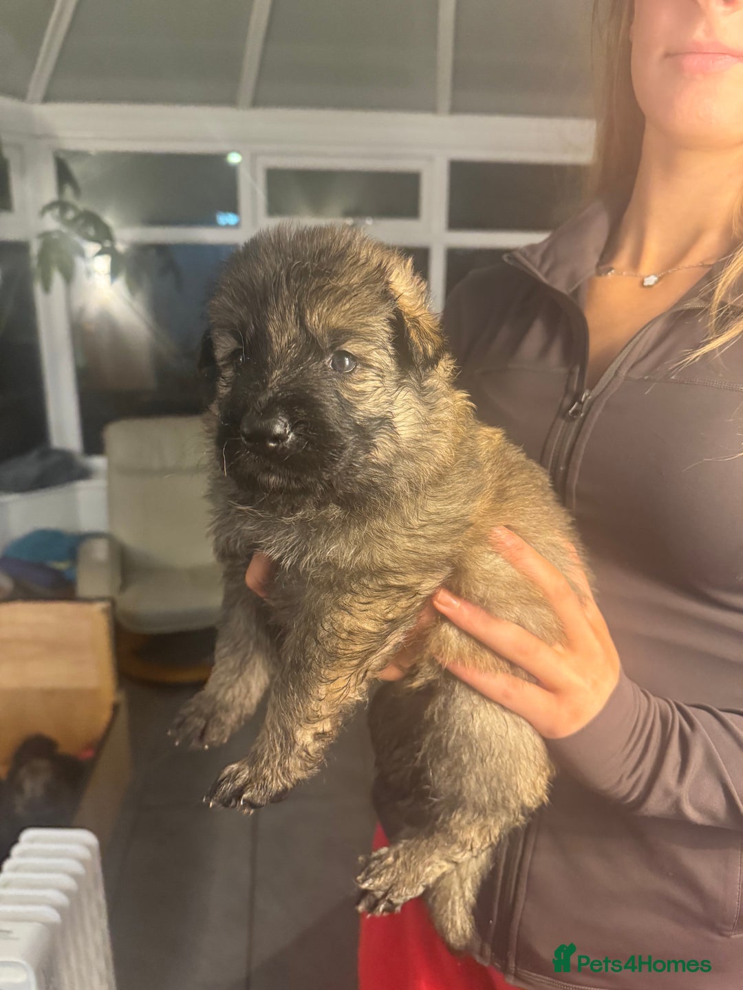 German Shepherd dogs for sale: Rockforce Long Haired German Shepherd Puppies - Advert 16