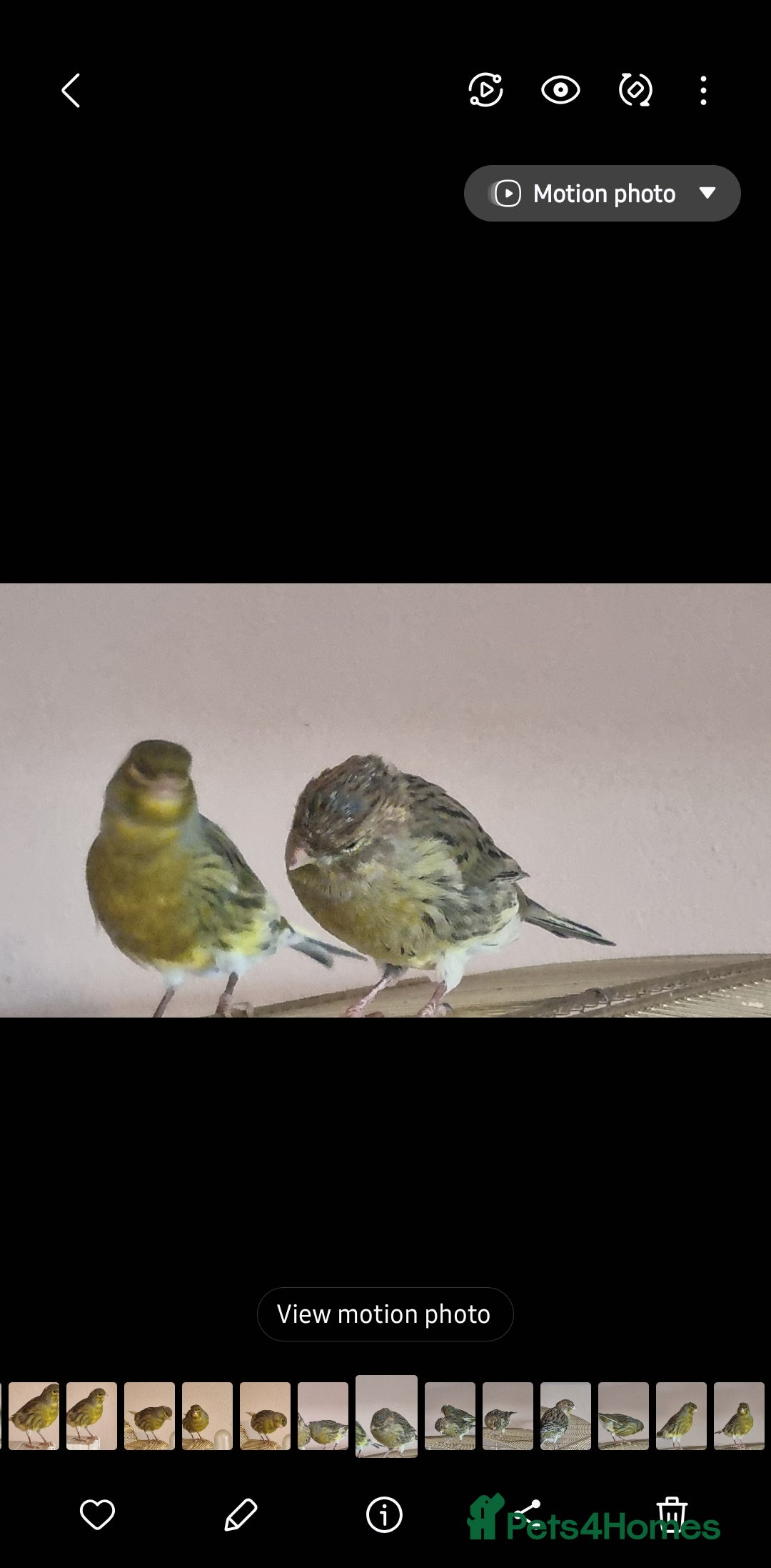 Canaries birds for sale: Two Canary Birds for sale, £20 each - Image 10