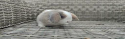 Mini Lop rabbits for sale: Stunning male mini lop ready now - Advert 4