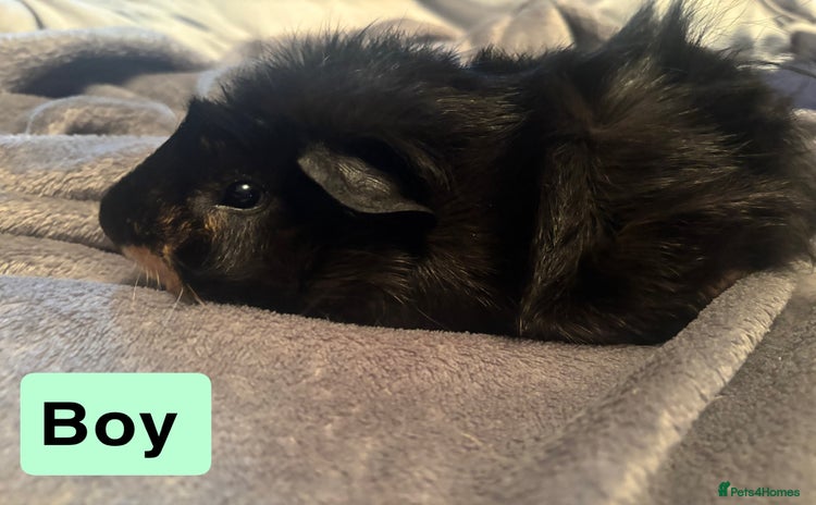Guinea Pig rodents - Advert 16