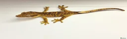 Gecko reptiles for sale: Dalmatian Crested Gecko Girl in Stockport - Advert 5