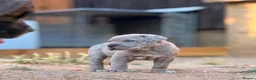 Neapolitan Mastiff dogs for sale: 🐾Neapolitan Mastiff Puppies- Ready Now!🐾 in Rayleigh - Advert 5