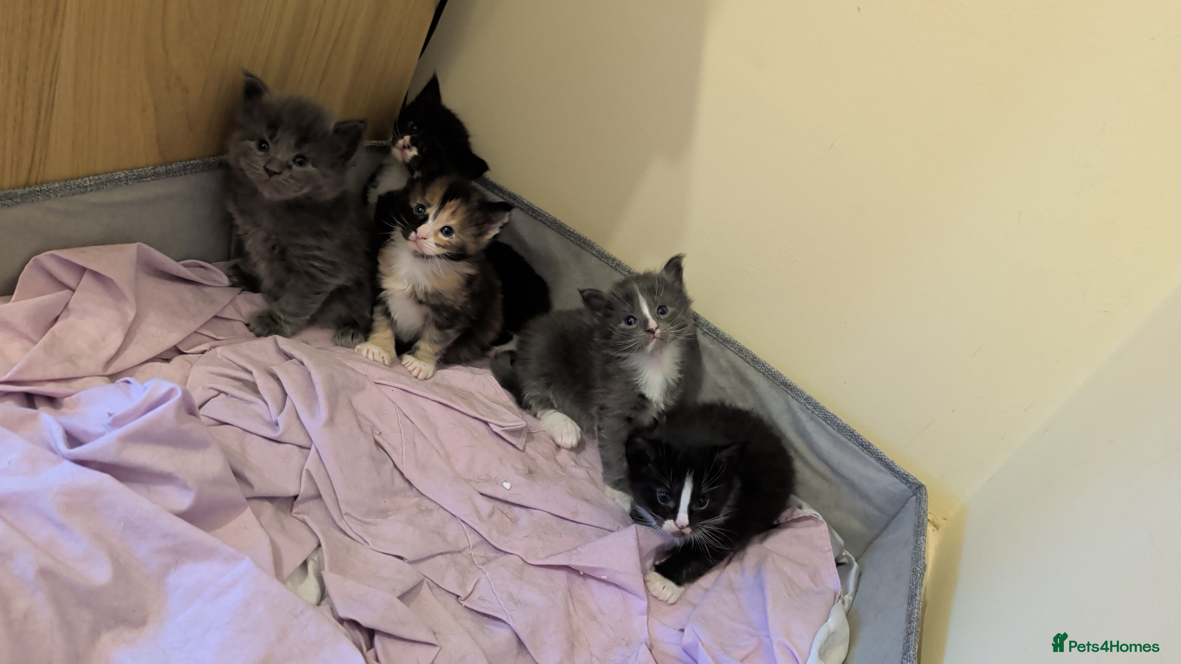 Maine Coon cats Gorgeous kittens for sale  - Advert 1