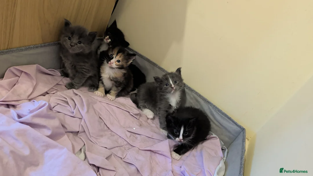 Maine Coon cats for sale: Gorgeous kittens for sale  - Advert 1