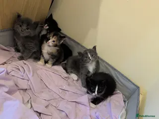 Maine Coon cats Gorgeous kittens for sale - Advert 1