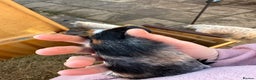 Guinea Pig rodents for sale: Male baby guinea pigs - Advert 2