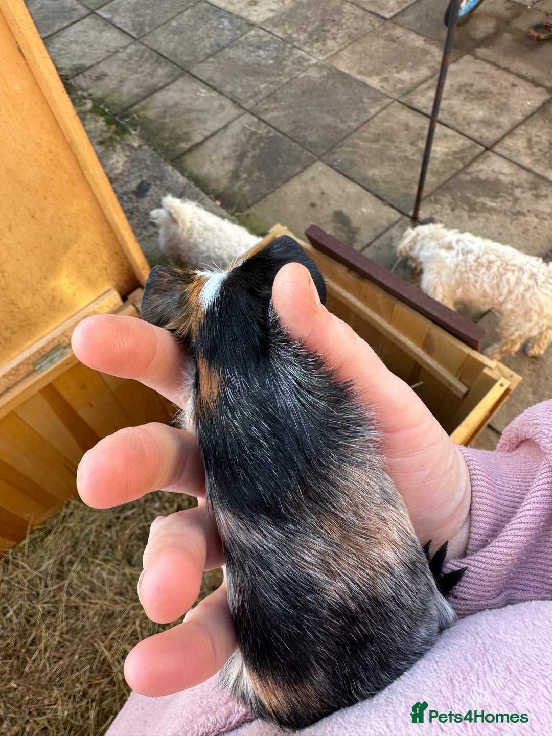 Guinea Pig rodents for sale: Male baby guinea pigs - Advert 2