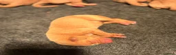 Labrador Retriever dogs for sale: KC Red Labrador pups for sale  in Kidderminster - Advert 5