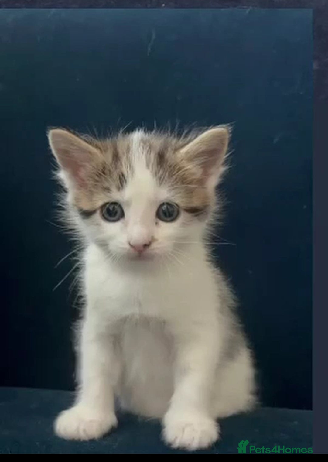 Mixed Breed cats for sale: Beautiful mixed kittens  - Image 7