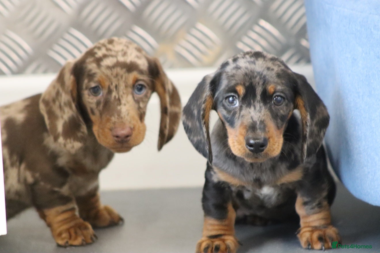 Miniature Dachshund dogs Beautiful Miniature Dachshund puppies for sale - Advert 5