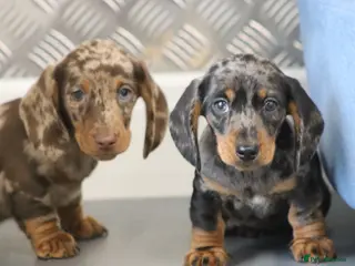 Miniature Dachshund dogs Beautiful Miniature Dachshund puppies for sale - Advert 5